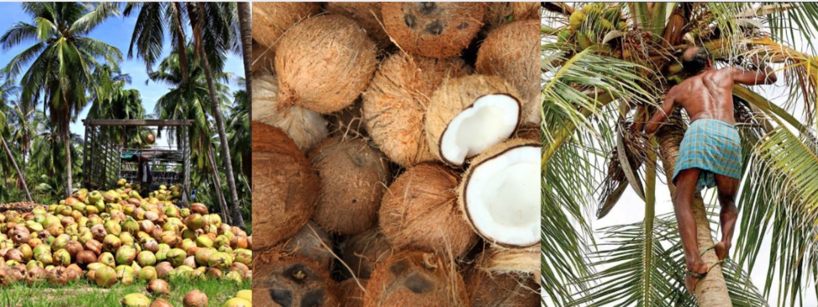 Coconut Harvest Set to Surge in May–June 2025